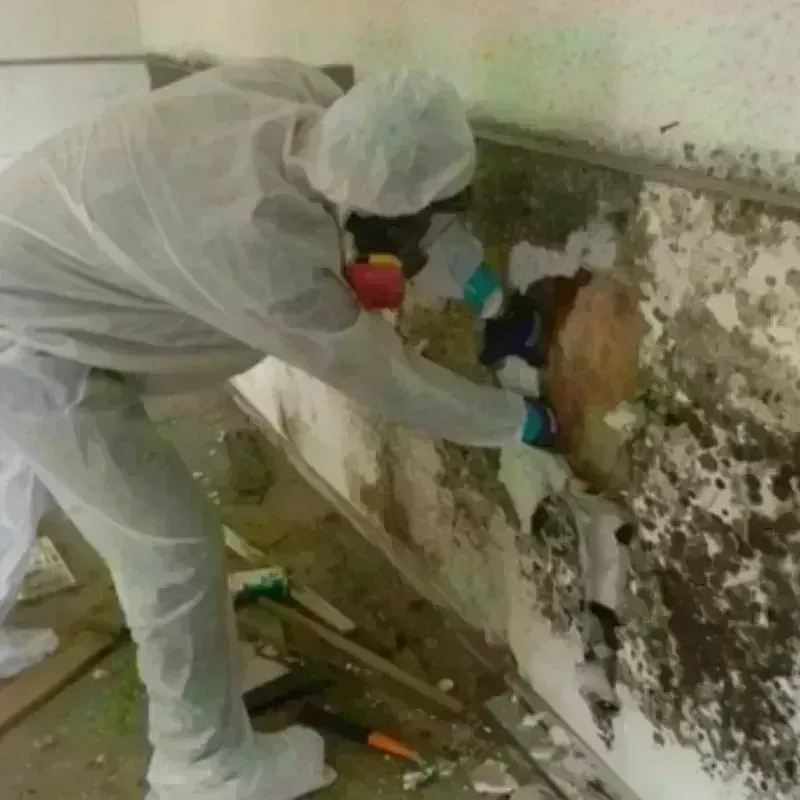 Mold Remediation and Removal in Ives Estates, FL